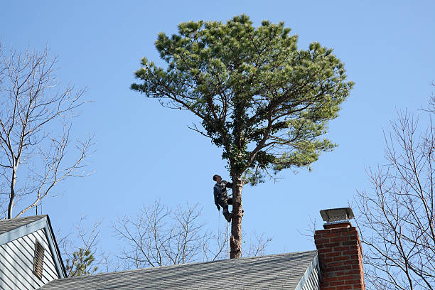  , USA Tree Removal Services Pros